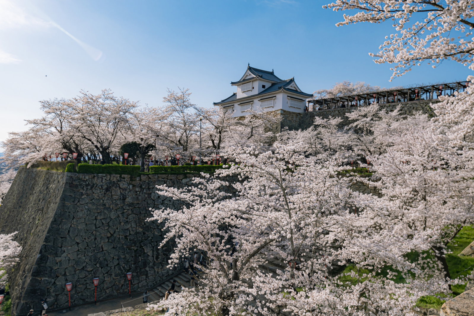 津山城址公園の満開の桜と天守閣