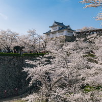 津山城跡を彩る満開の桜と備中櫓の写真