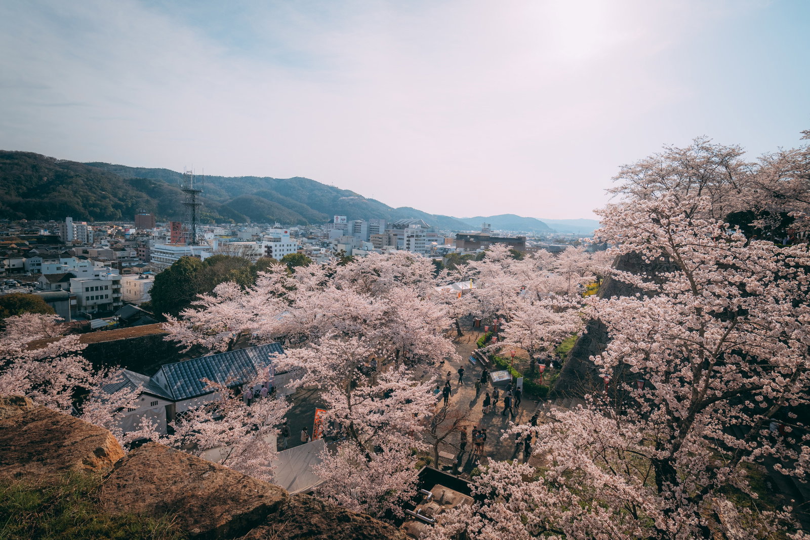満開の桜が咲く津山城の鶴山公園から見た城下町の市街地と山並み