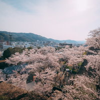 津山城の鶴山公園を彩る満開の桜と城下町の市街地の写真