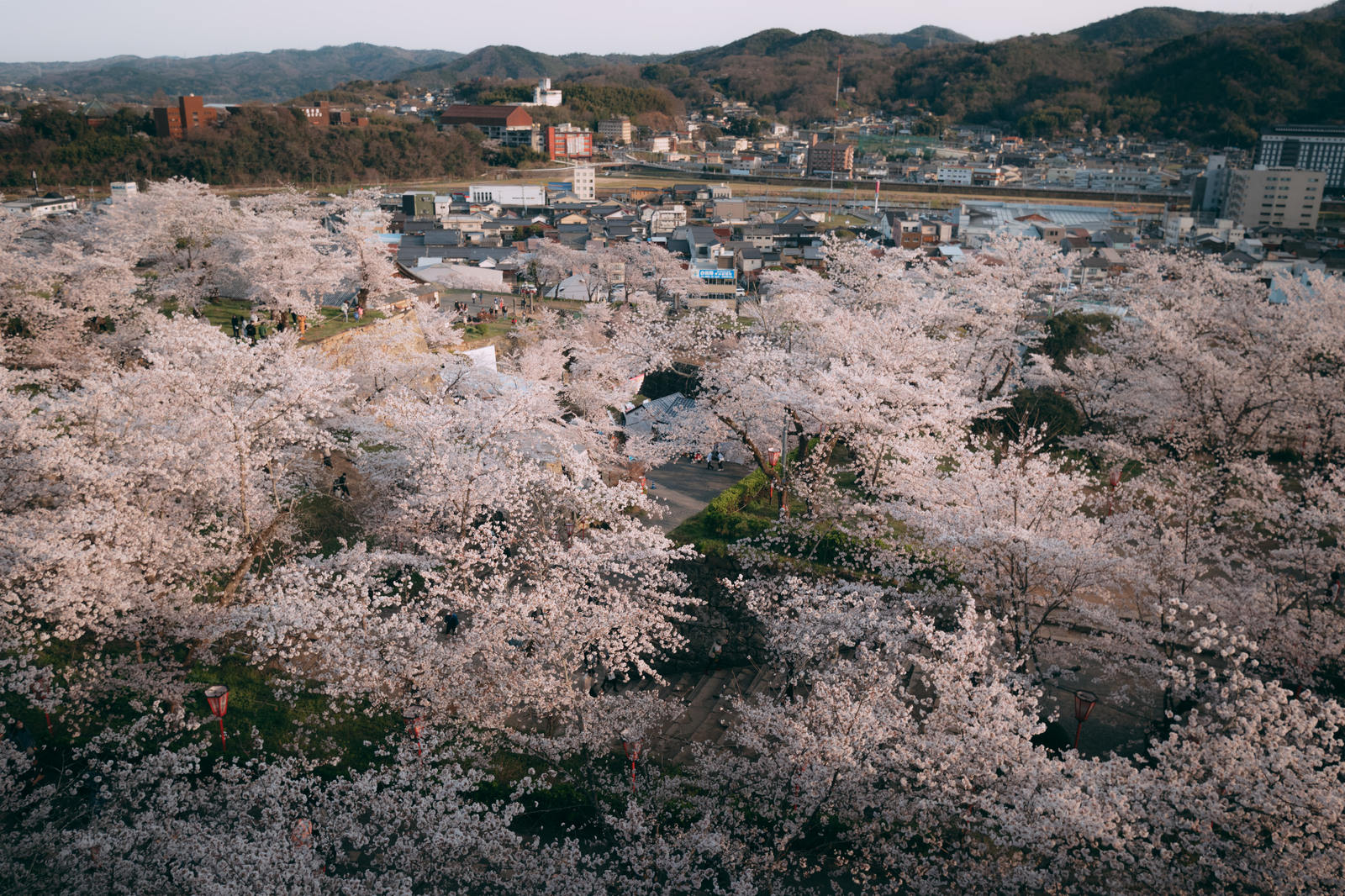津山城跡の満開の桜と下の市街地を見下ろした風景
