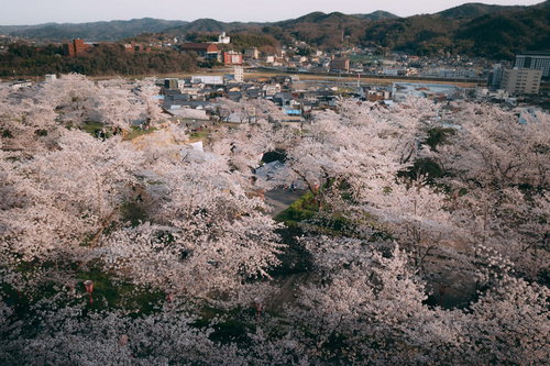 津山城跡から眺める春の津山の街並みと満開の桜