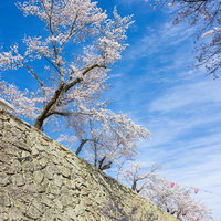 津山城の石垣の上に咲く満開の桜と青空の写真