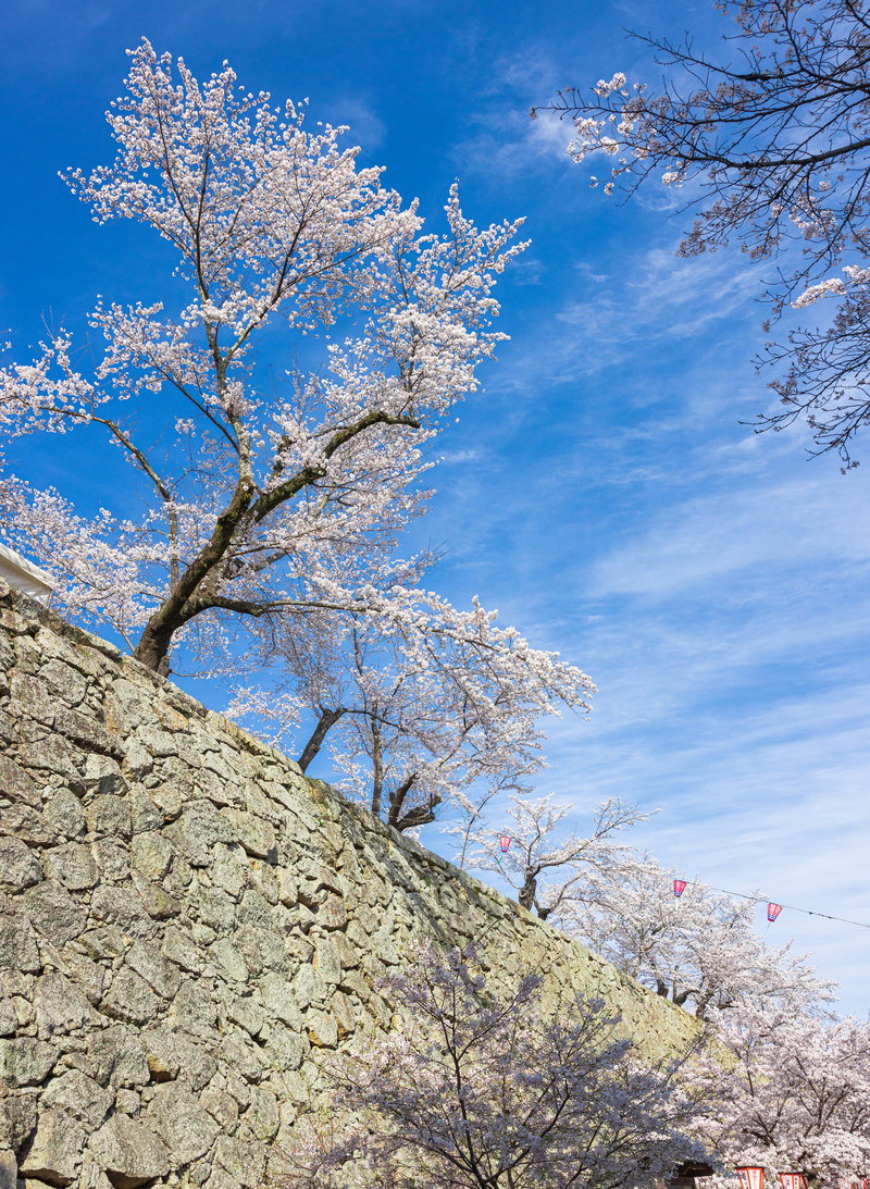 津山城の石垣の上に咲く満開の白い桜と青空
