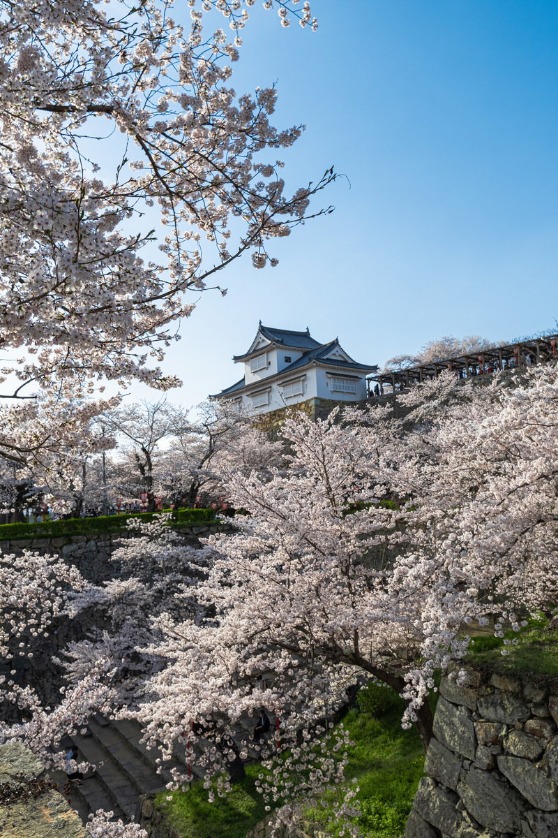 津山城跡の備中櫓と満開の桜