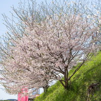 岡山県津山市の鶴山公園で咲く満開の桜と菜の花の写真