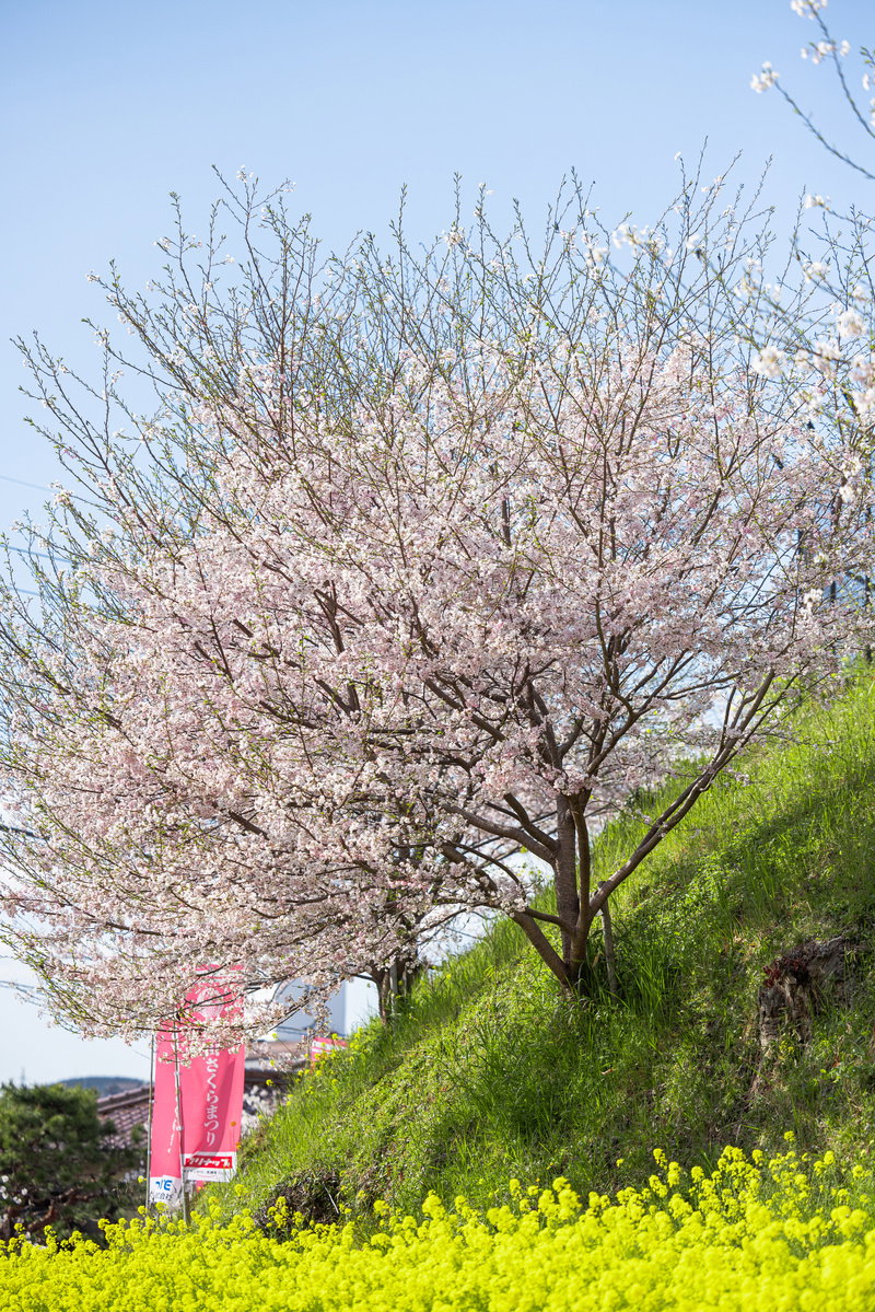 鶴山公園で満開に咲いた桜の木と黄色い菜の花畑