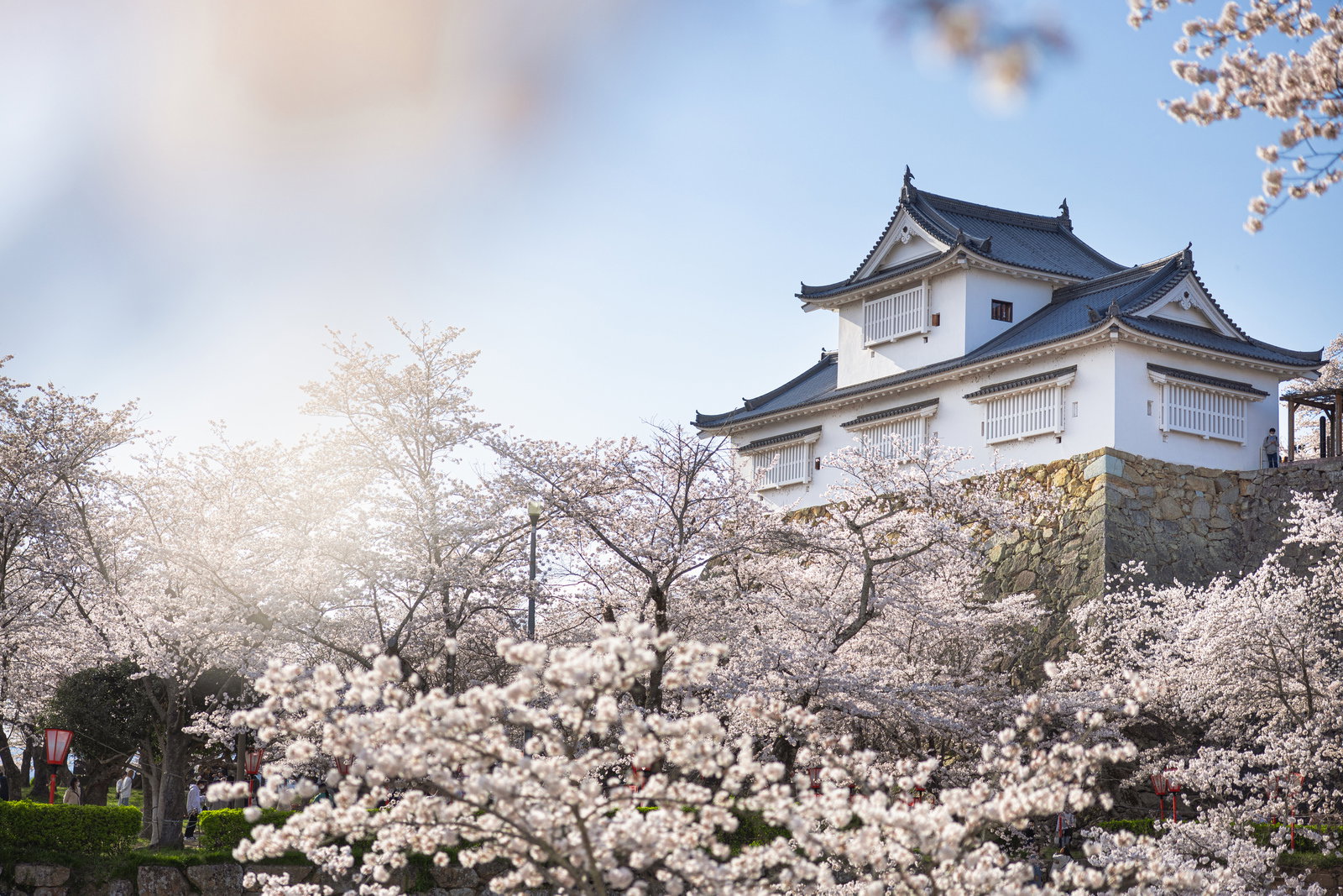 津山城跡の備中櫓背後に満開の白ピンク色の桜が咲く春景色