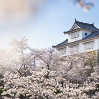 津山城跡の備中櫓と満開の桜の写真