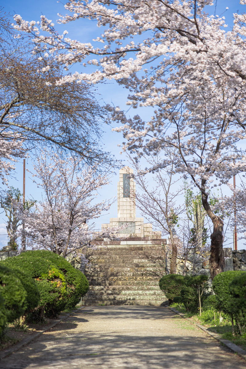 津山城址公園の忠魂碑と満開の桜