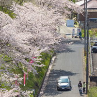 桜満開の鶴山公園（津山城）と横を通る生活道路の写真