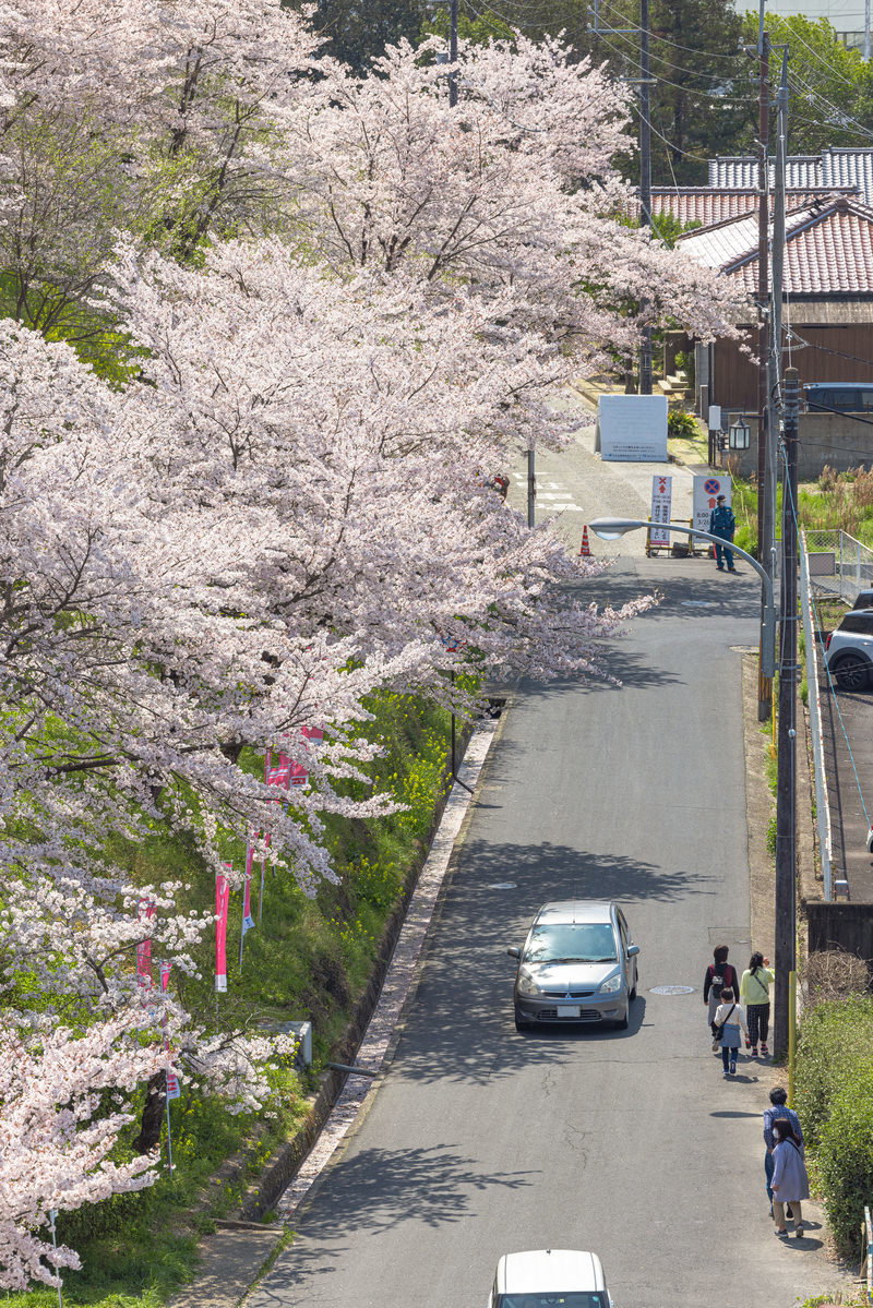 鶴山公園で満開に咲く桜と横を通る道路沿いの春景色