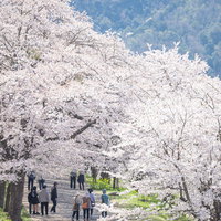 津山城跡の鶴山公園で満開の桜並木を歩く観光客たちの写真