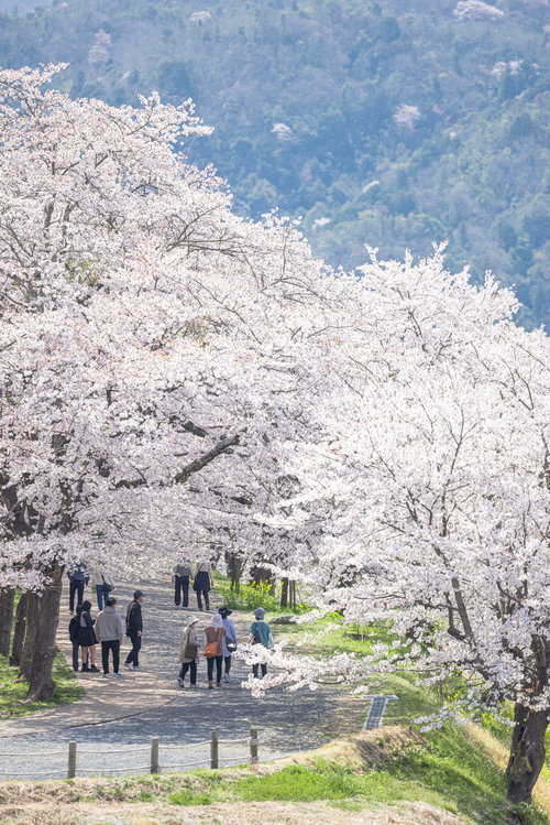 津山城跡の鶴山公園で満開の桜並木を歩く観光客たち