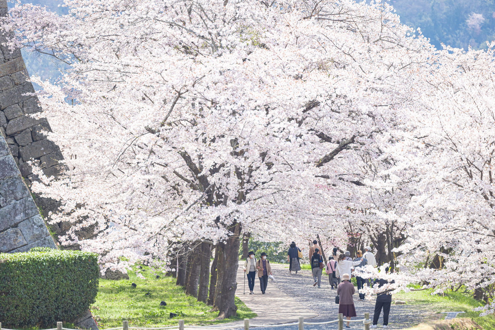 津山城の桜並木を歩く観光客。白く咲き誇る満開の桜の花が両側から降りかぶるトンネル状の通路