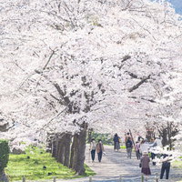 津山城の桜並木で満開の花を楽しむ観光客たちの写真