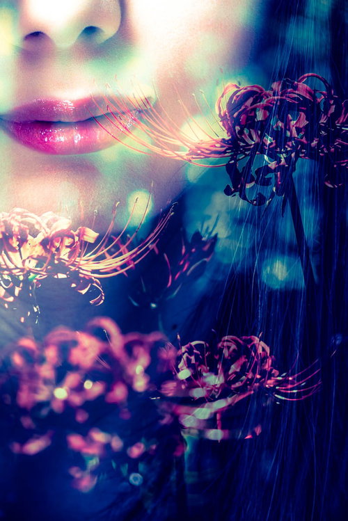 狐の松明思うはあなた一人、彼岸花に包まれた女性のフォトモンタージュの写真