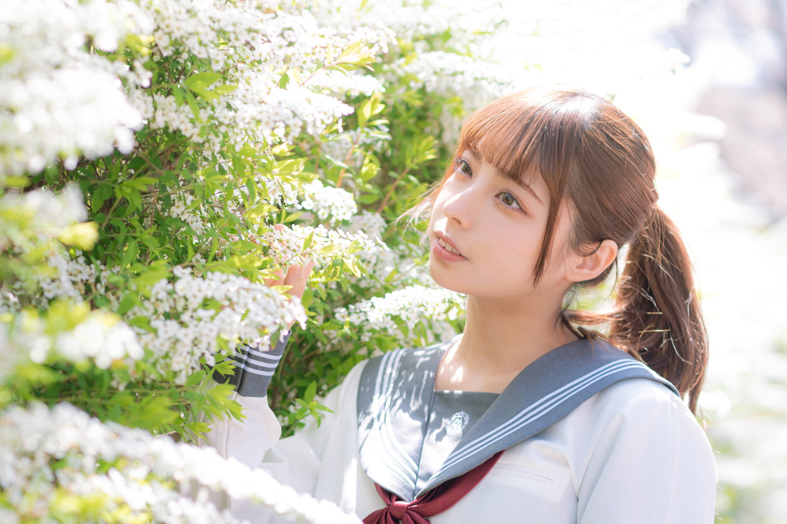 満開の白いユキヤナギの花を見上げる制服姿の女子高生［モデル：高尾実生］