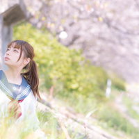 春爛漫。桜を満喫する女子高生の花見。制服姿で満開の桜を見上げるの写真