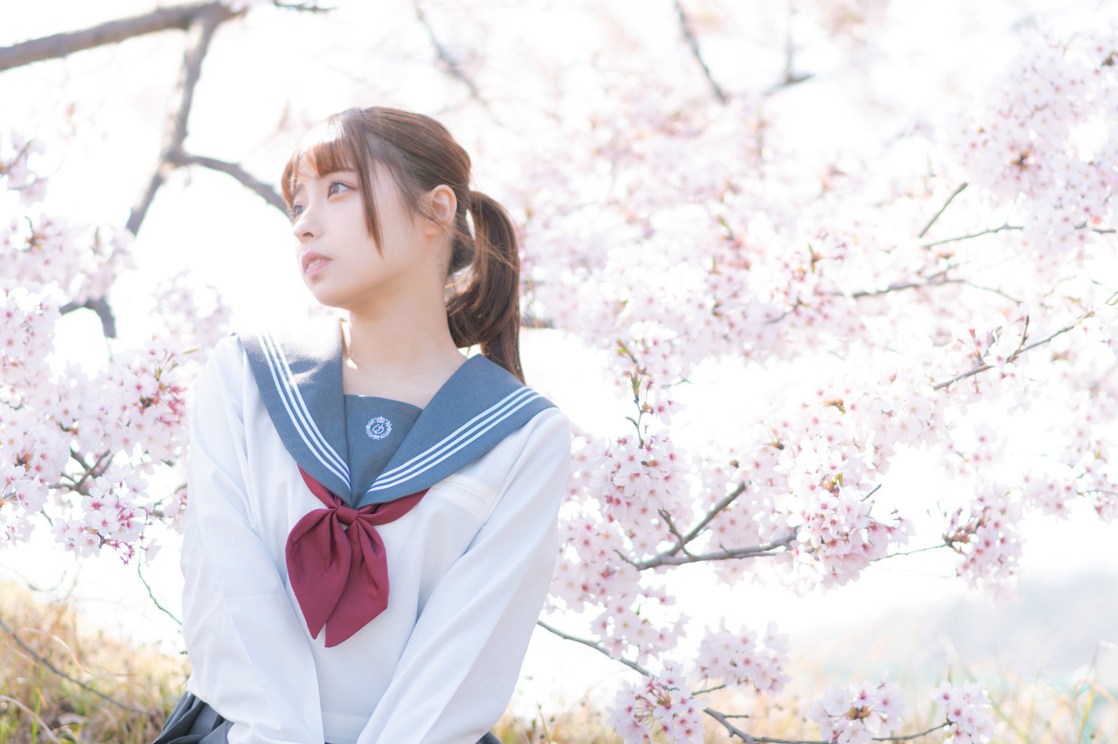 満開の桜の下でセーラー服の女子高生が手をかざして空を見上げる［モデル：高尾実生］