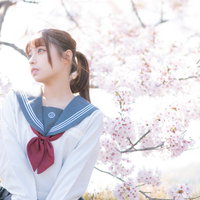 満開の桜の下でセーラー服姿の女子校生が空を見上げるの写真