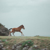草原をそのまま高速に入った馬の写真