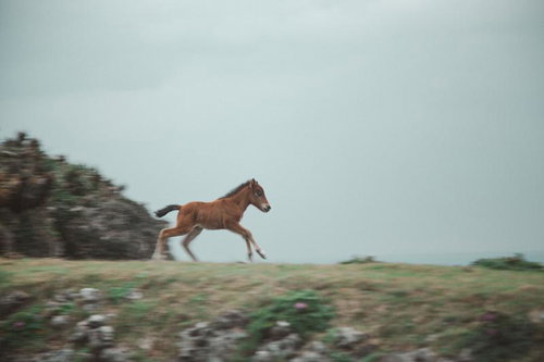草原をそのまま高速に入った馬