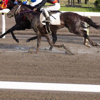 茶色の土を蹴り上げながらダートコースを駆け抜ける競馬レースの写真