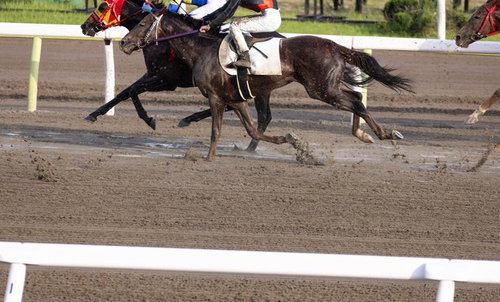 茶色の土を蹴り上げながらダートコースを駆け抜ける競馬レース