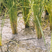 干ばつによる水稲の中干しと土壌のひび割れの写真