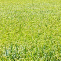 実るほど頭を垂れる一面の稲穂が黄金色に染まる田んぼの写真