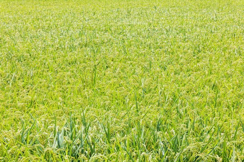 実るほど頭を垂れる一面の稲穂が黄金色に染まる田んぼ