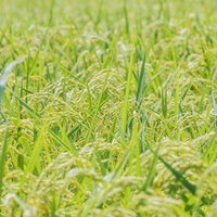 日本の田んぼで育つ実った稲穂、秋の収穫期を迎えた黄金色の稲の写真