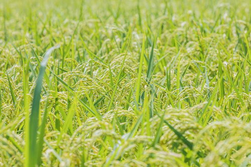 日本の田んぼで育つ実った稲穂、秋の収穫期を迎えた黄金色の稲