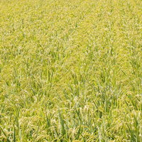 黄金色に熟した田んぼ一面の稲穂が風になびく秋の農村風景の写真