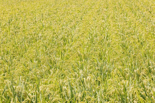 黄金色に熟した田んぼ一面の稲穂が風になびく秋の農村風景