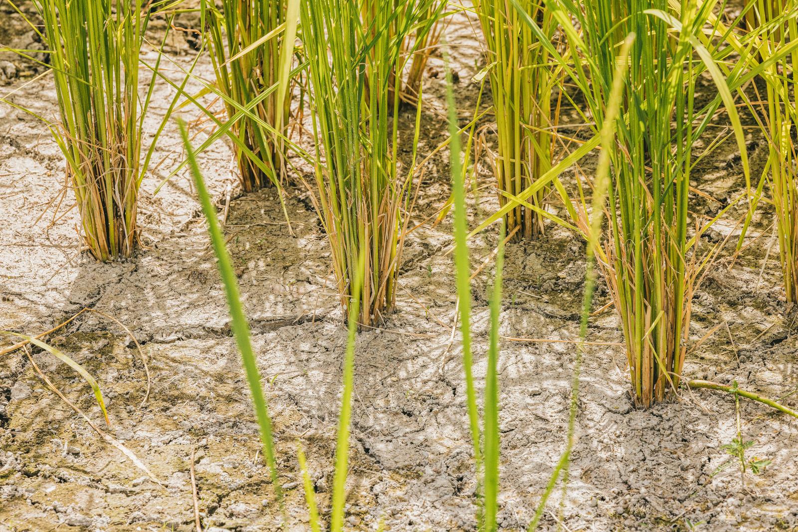 土が乾いた水田に植えられた緑色の水稲の苗が列状に成長している