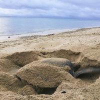 砂浜で産卵場所を掘る大きなウミガメの産卵風景の写真