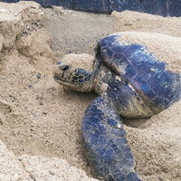 徳之島の砂浜で産卵するウミガメの涙と産卵行動の写真