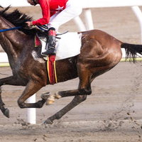 緑の牧草地で草を食む茶色の野生馬の写真