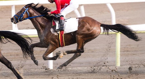 土煙を上げて駆け抜ける競馬の疾走シーン