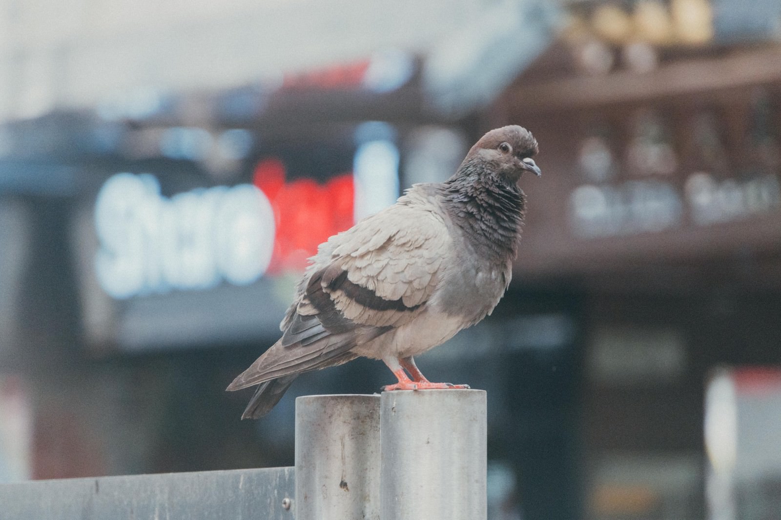金属の柱の上に立つ灰色の鳩