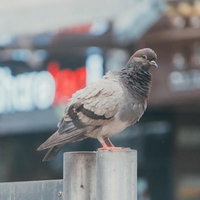 柵の上に立つ灰色の鳩、赤い足で白いコンクリート製の柵に止まる野鳥の写真