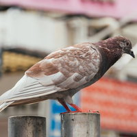 茶色い鳩が止まるコンクリート上での野生動物の様子の写真