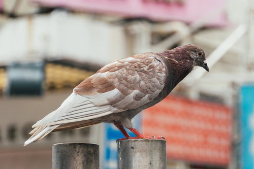 茶色い鳩が止まるコンクリート上での野生動物の様子