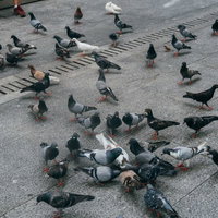 鳩が集まってきた広場の群れの写真