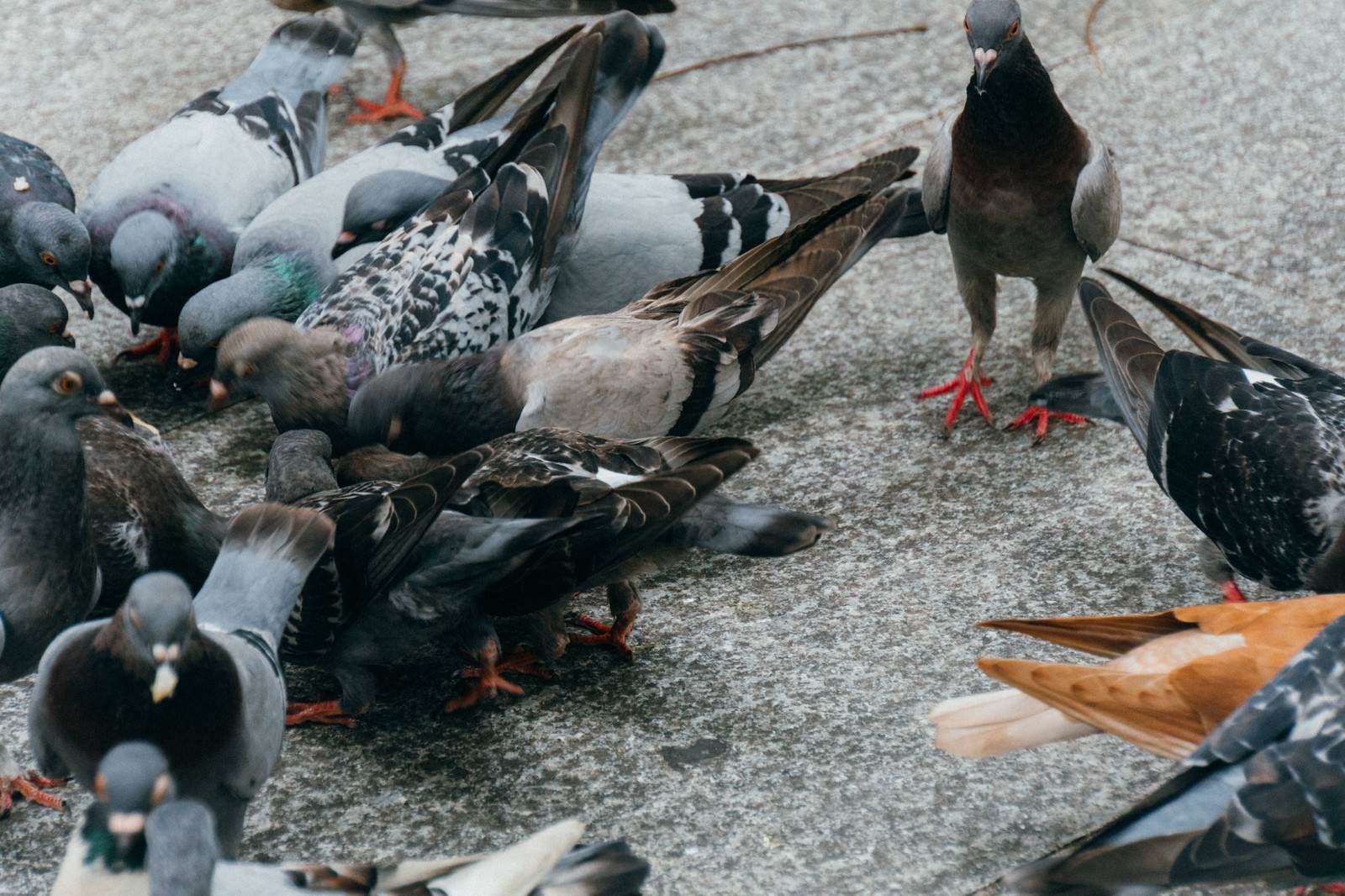 石畳に群がる鳩の集団
