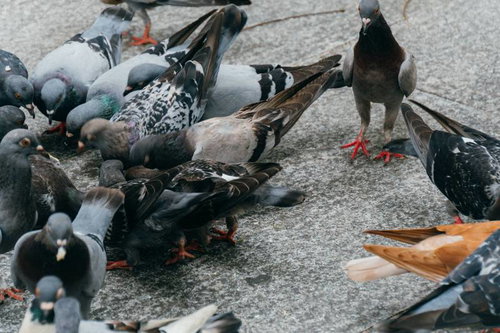 餌に群がるクルックー鳩さんの集団が密集する光景