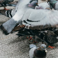 餌を求めて飛び立つ鳩の群れ、白やグレーの羽を持つ複数の鳩の写真