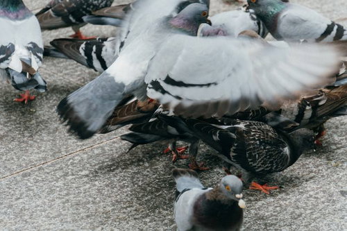 餌を求めて飛び立つ鳩の群れ、白やグレーの羽を持つ複数の鳩
